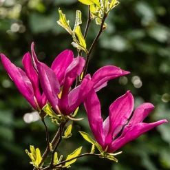 Magnolia Susan - Des fleurs fuchsia parfumées
