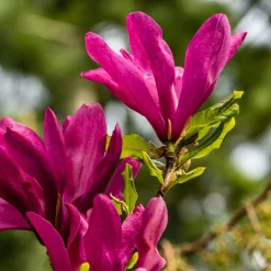 Magnolia Susan - Des fleurs fuchsia parfumées