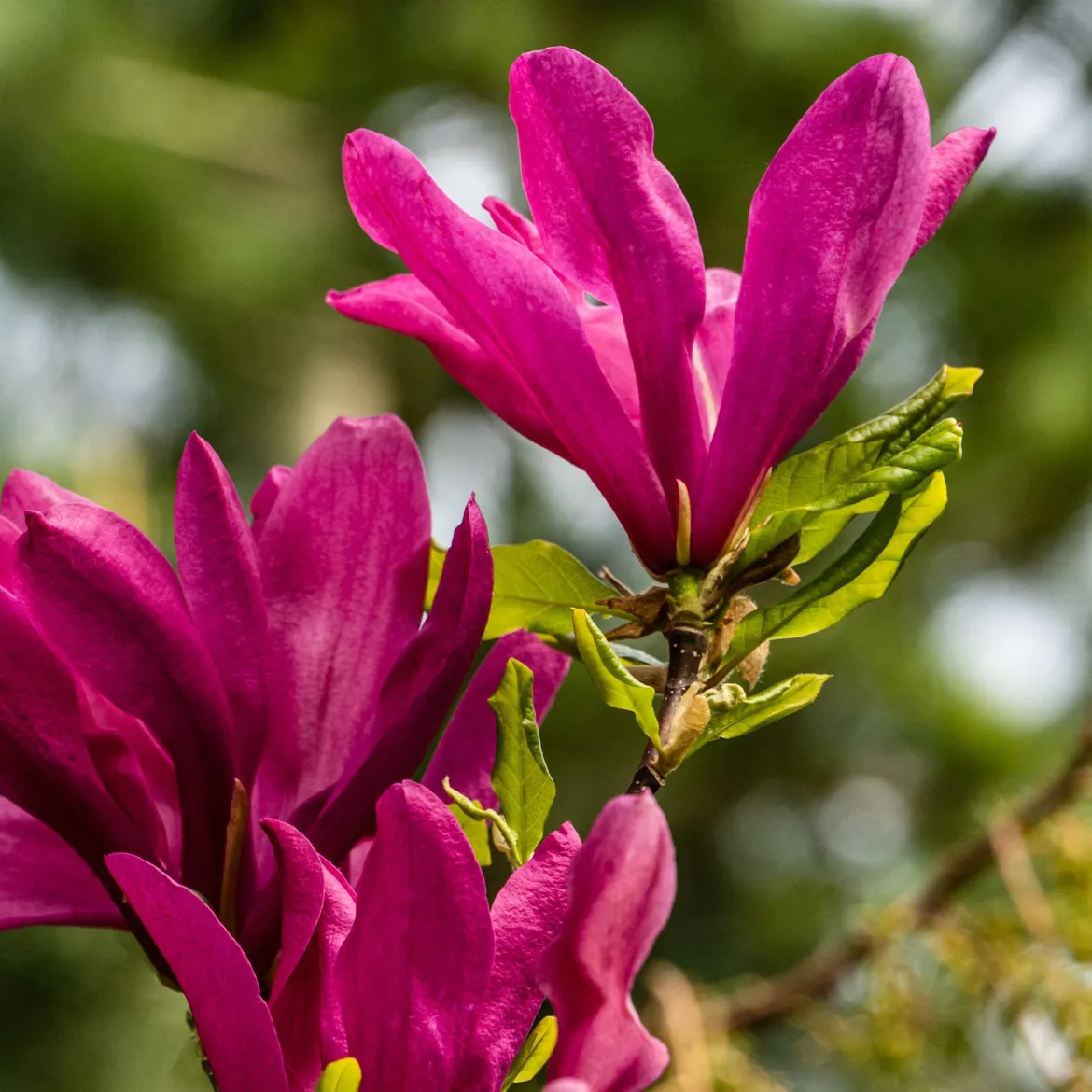 Magnolia Susan - Des fleurs fuchsia parfumées