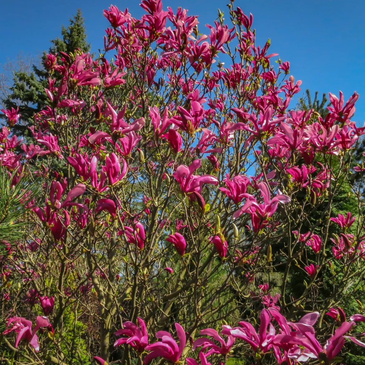 Magnolia Susan - Des fleurs fuchsia parfumées