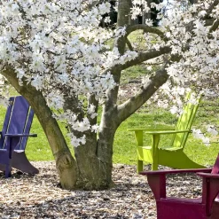 Magnolia étoilé - Fleurit avant les feuilles