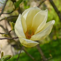 Magnolia Yellow Lantern - Un magnolia jaune rare