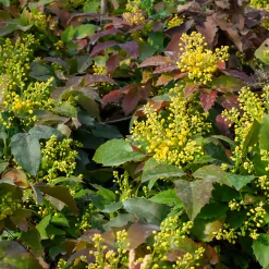 Mahonia Apollo - Fleurs jaunes tout l'hiver