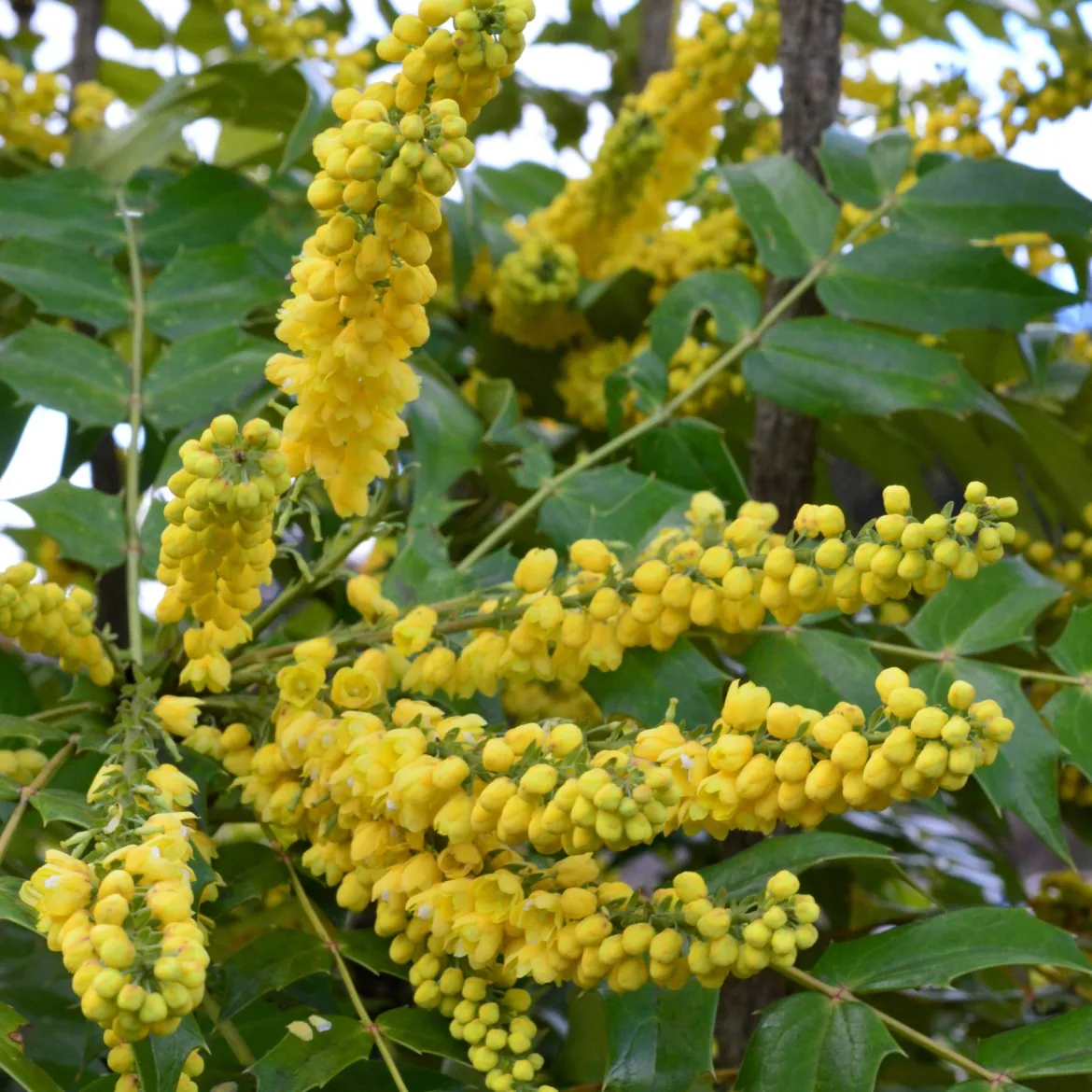 Mahonia Charity - Il fleurit quand tout dort