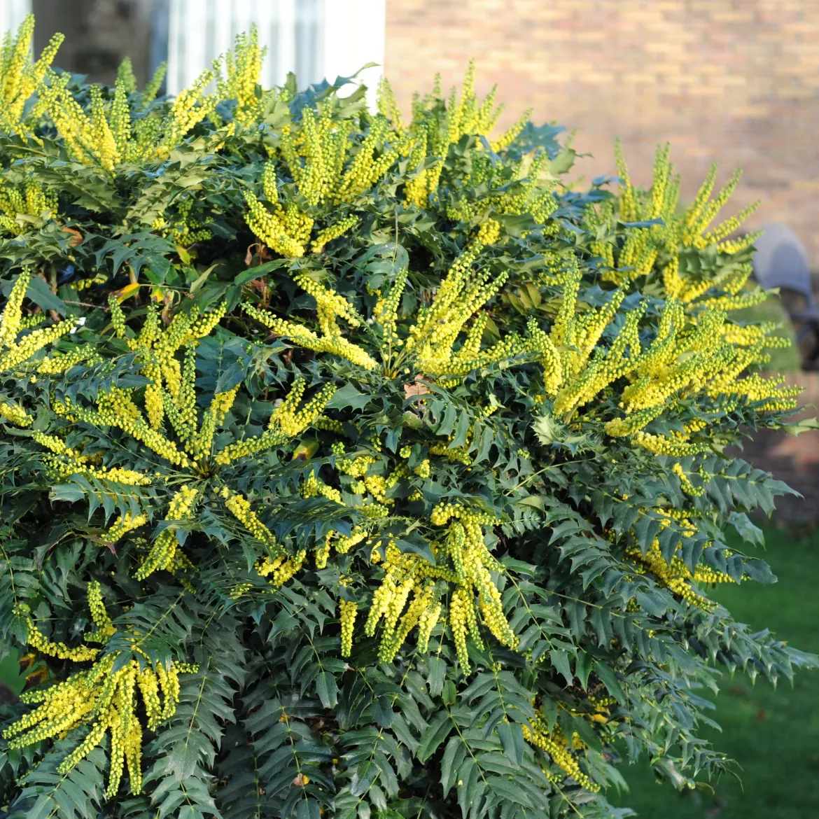 Mahonia Charity - Il fleurit quand tout dort