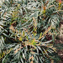 Mahonia confusa Narihira - Une haie douce toute l'année