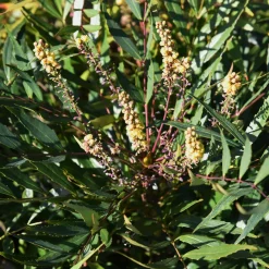 Mahonia confusa Narihira - Une haie douce toute l'année