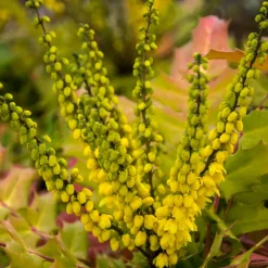 Mahonia media Winter Sun - Il fleurit en plein hiver