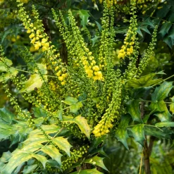 Mahonia media Winter Sun - Il fleurit en plein hiver
