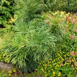 Mahonia 'Soft Caress' - Douceur sans piquant