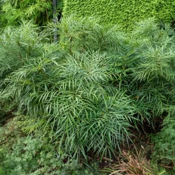 Mahonia 'Soft Caress' - Douceur sans piquant