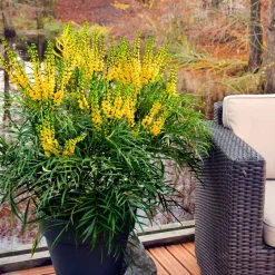 Mahonia 'Soft Caress' - Douceur sans piquant