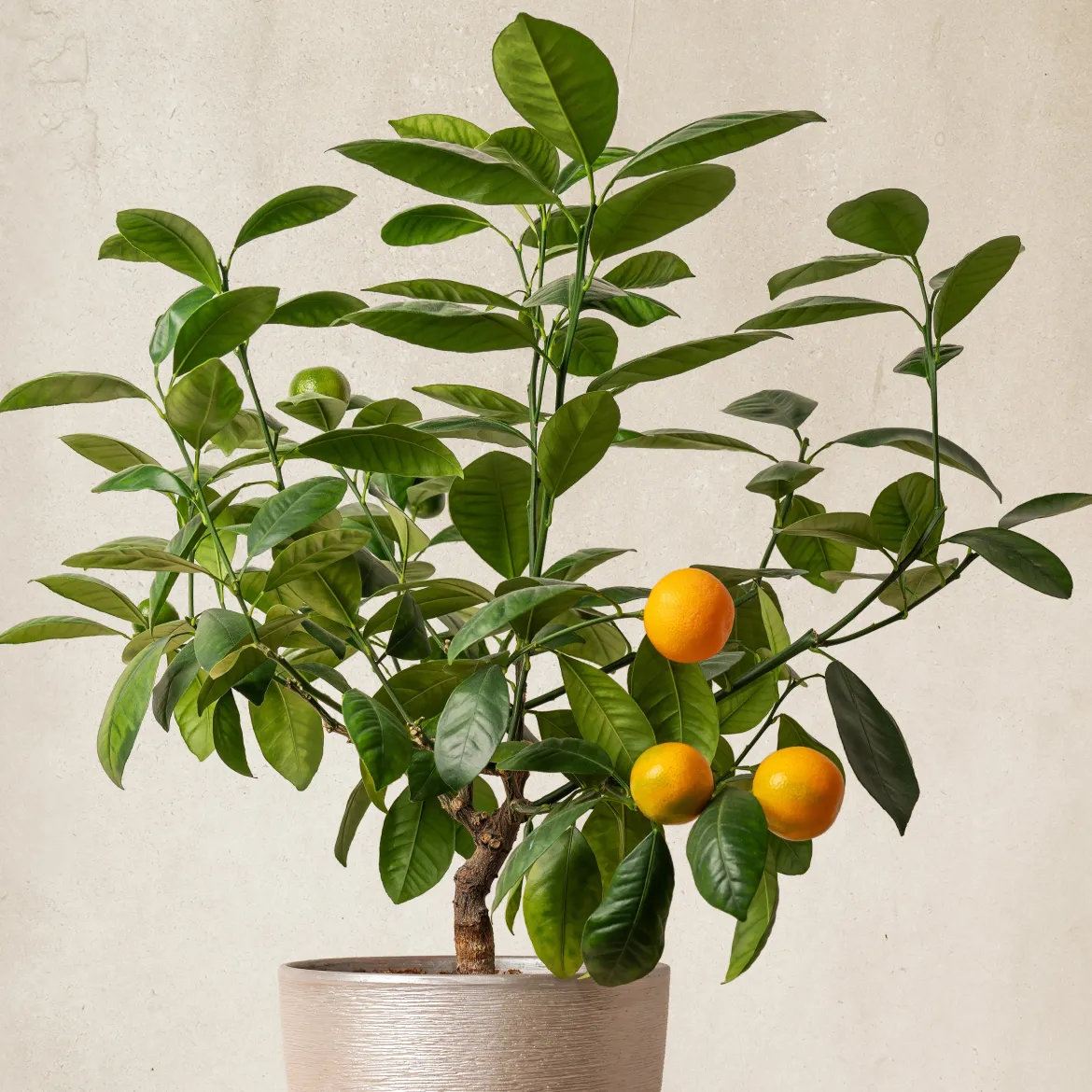 Mandarinier - Vos mandarines maison