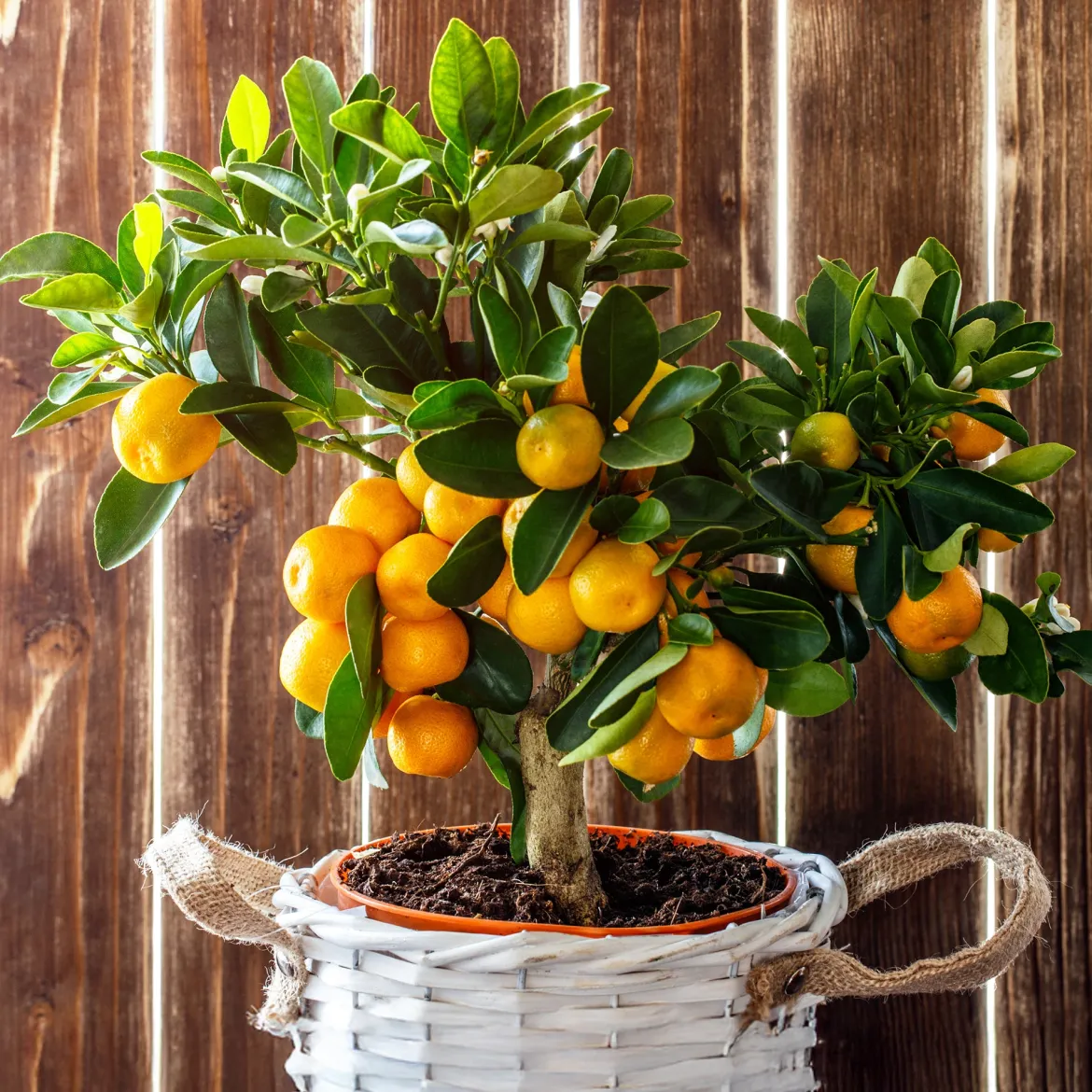 Mandarinier - Vos mandarines maison