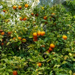 Mandarinier - Vos mandarines maison