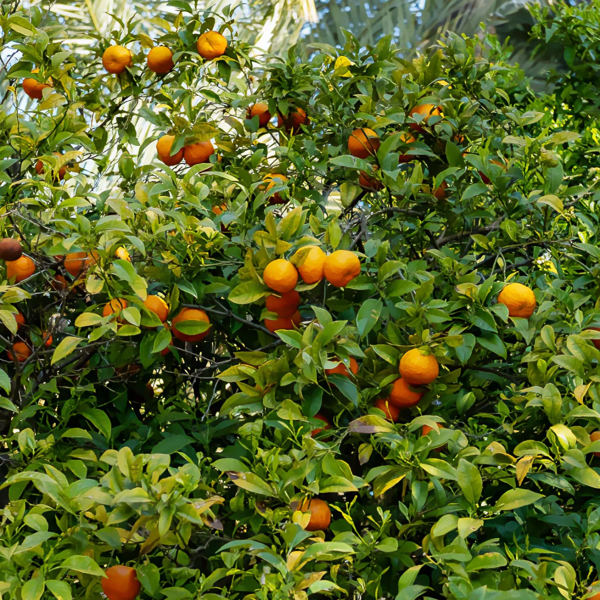 Mandarinier - Vos mandarines maison