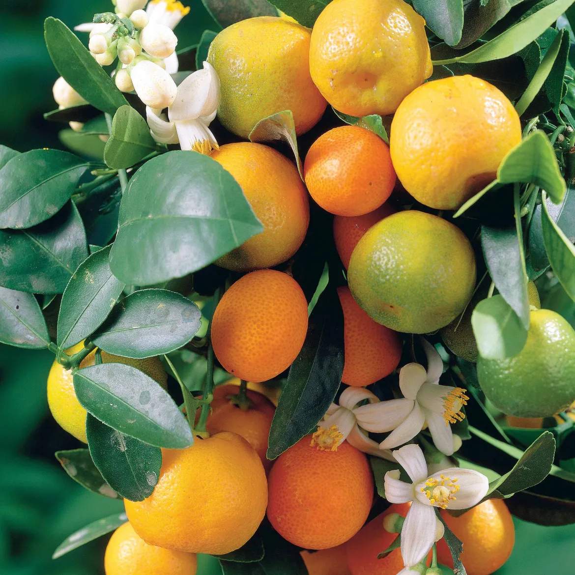 Mandarinier - Vos mandarines maison