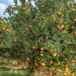 Mandarinier - Vos mandarines maison