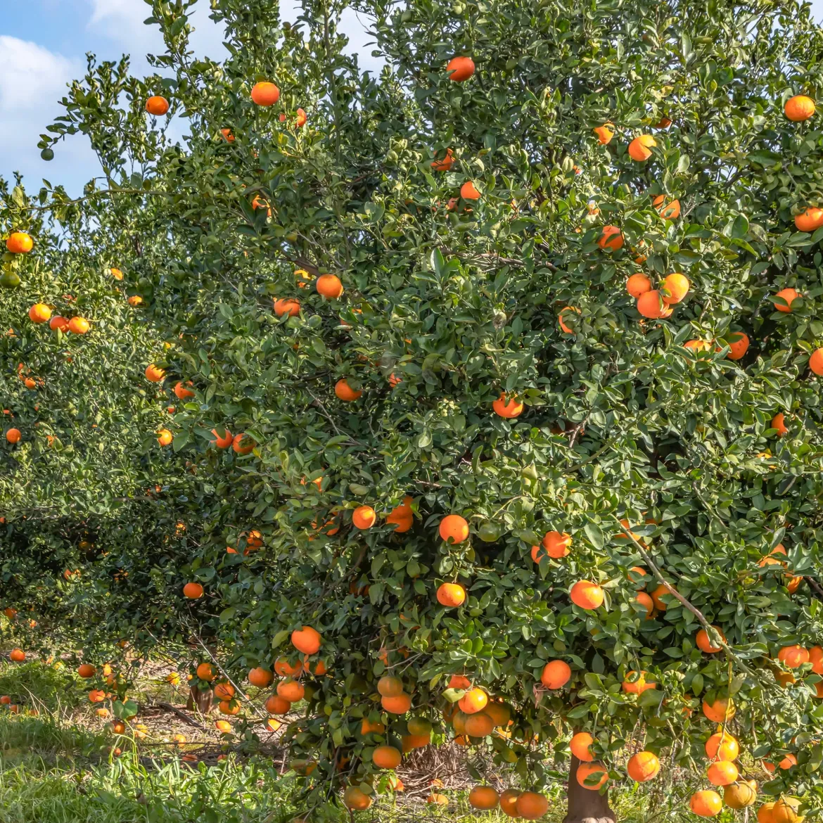 Mandarinier - Vos mandarines maison