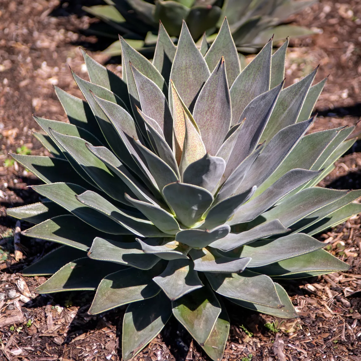 Mangave Lavender Lady - Le violet qui change tout