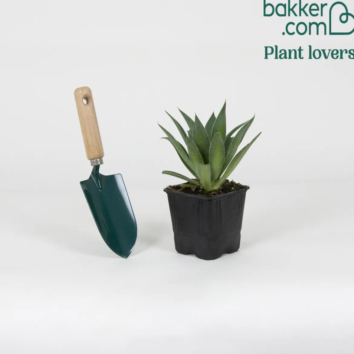 Mangave Lavender Lady - Le violet qui change tout