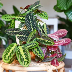 Maranta leuconeura fascinator - La plante qui bouge le soir
