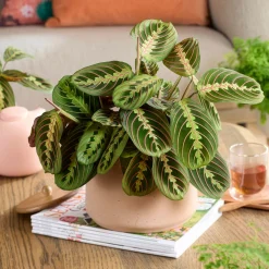 Maranta leuconeura fascinator - La plante qui bouge le soir