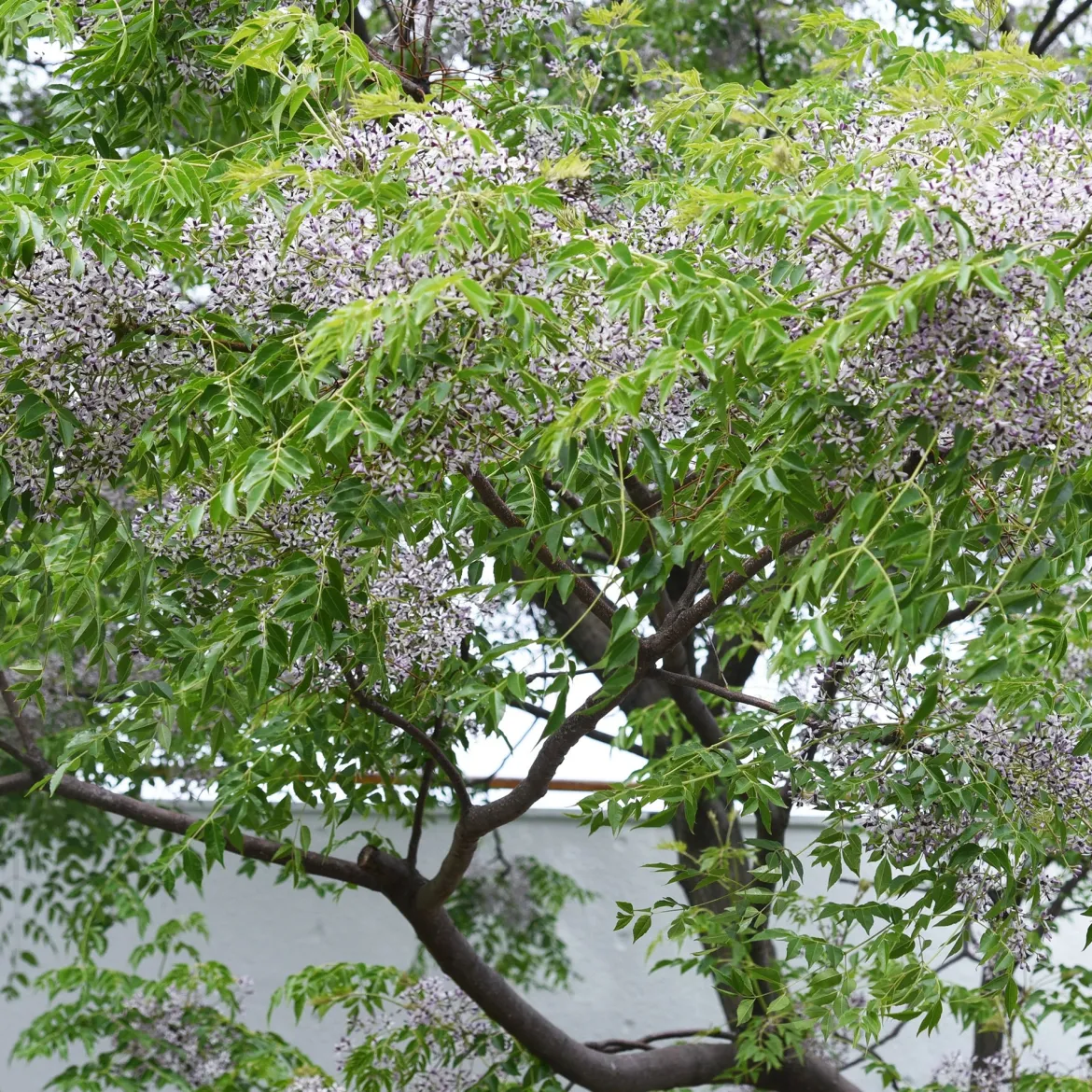 Margousier - Lilas de Perse - L'ombre parfumée en un arbre
