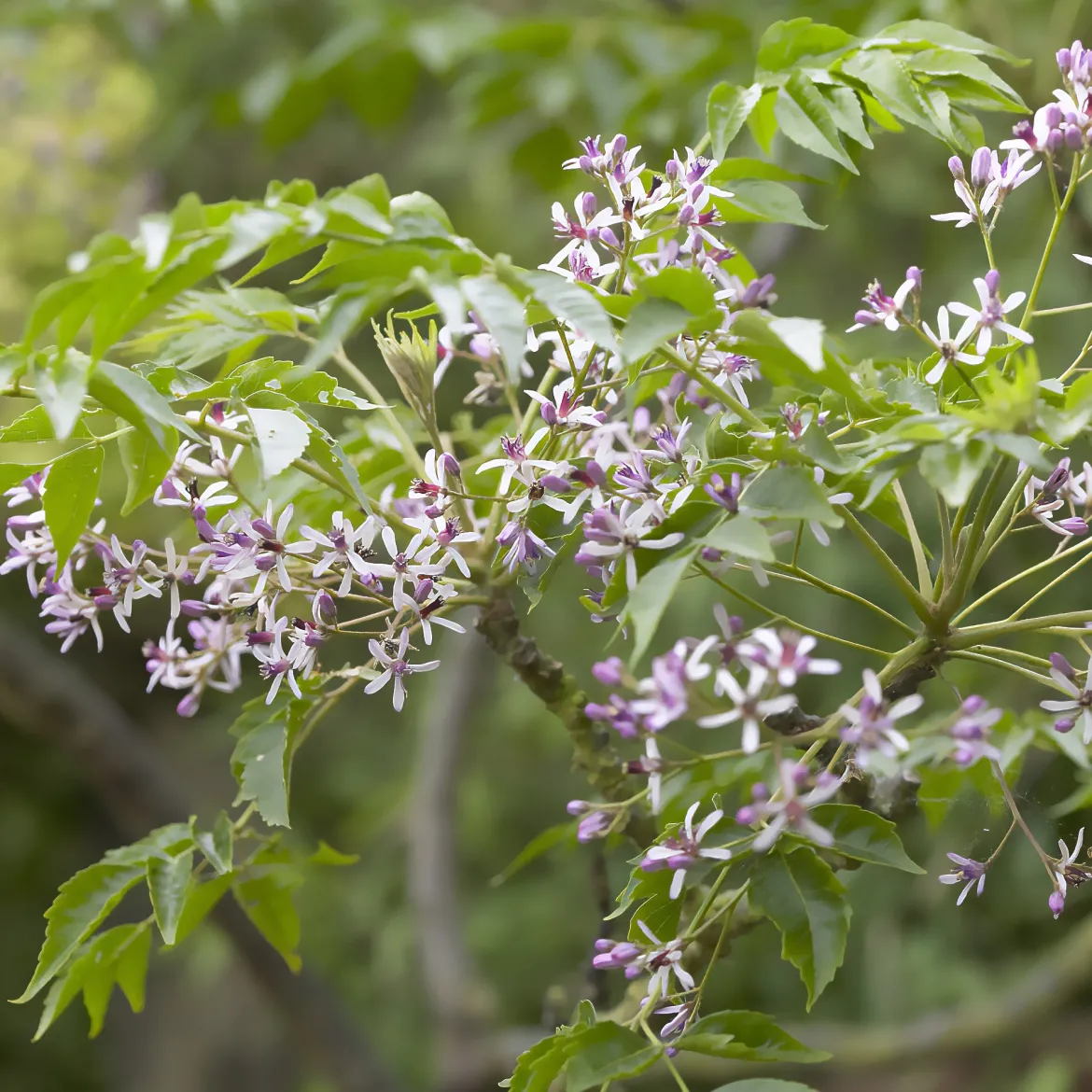 Margousier - Lilas de Perse - L'ombre parfumée en un arbre