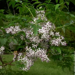 Margousier - Lilas de Perse - L'ombre parfumée en un arbre