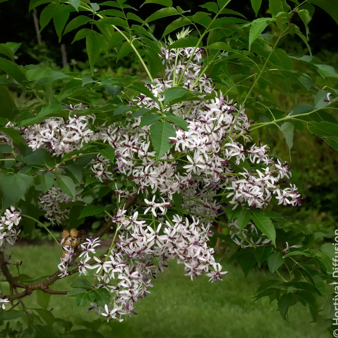 Margousier - Lilas de Perse - L'ombre parfumée en un arbre