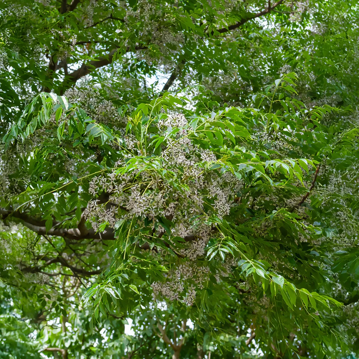 Margousier - Lilas de Perse - L'ombre parfumée en un arbre