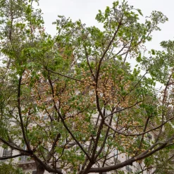 Margousier - Lilas de Perse - L'ombre parfumée en un arbre