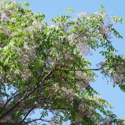 Margousier - Lilas de Perse - L'ombre parfumée en un arbre
