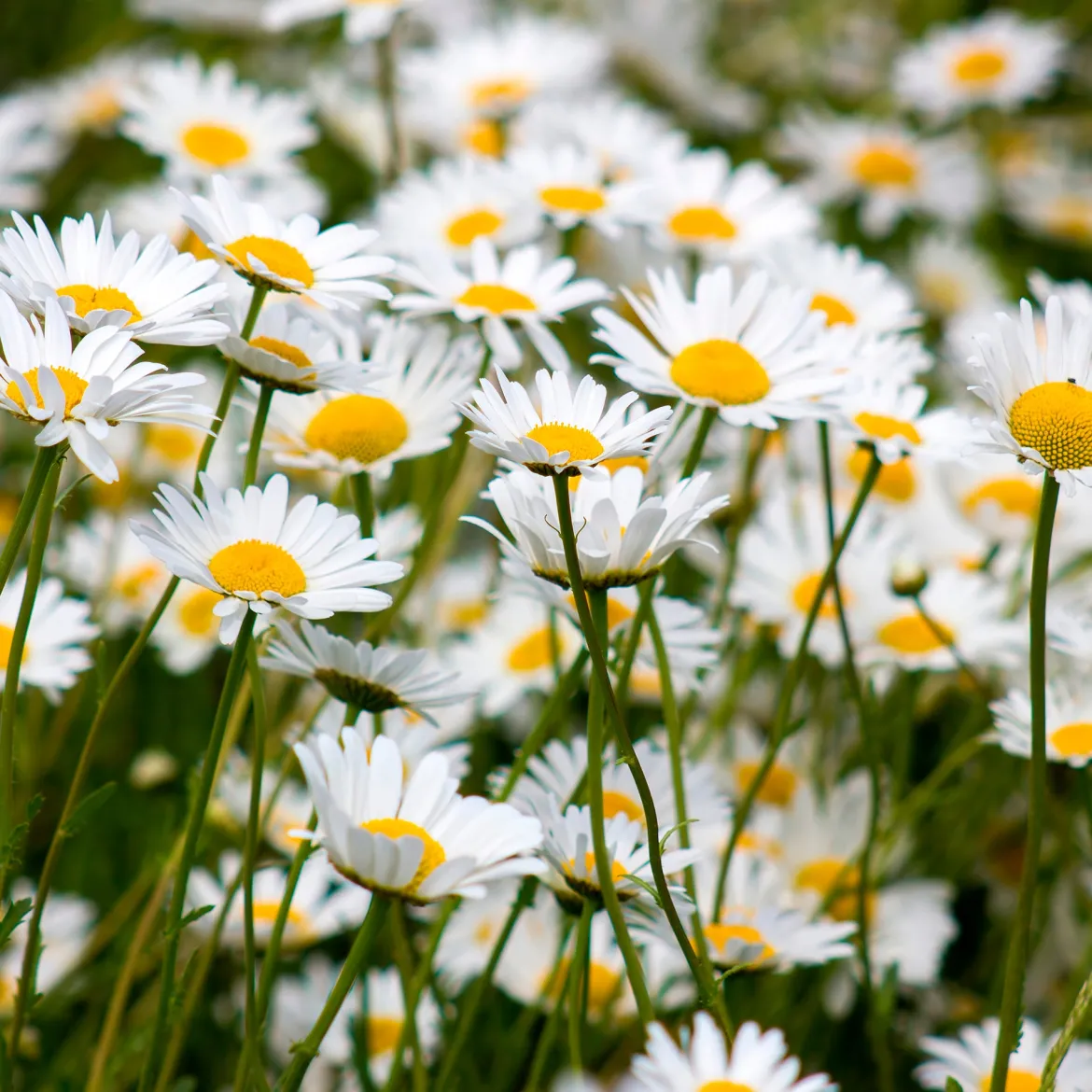Marguerite commune - La prairie fleurie sans effort
