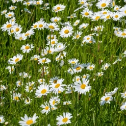 Marguerite commune - La prairie fleurie sans effort