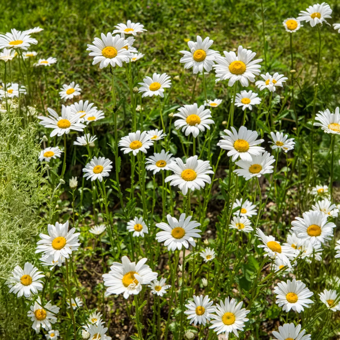 Marguerite commune - La prairie fleurie sans effort