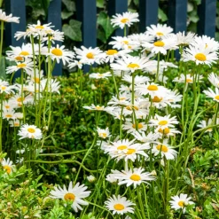 Marguerite commune - La prairie fleurie sans effort