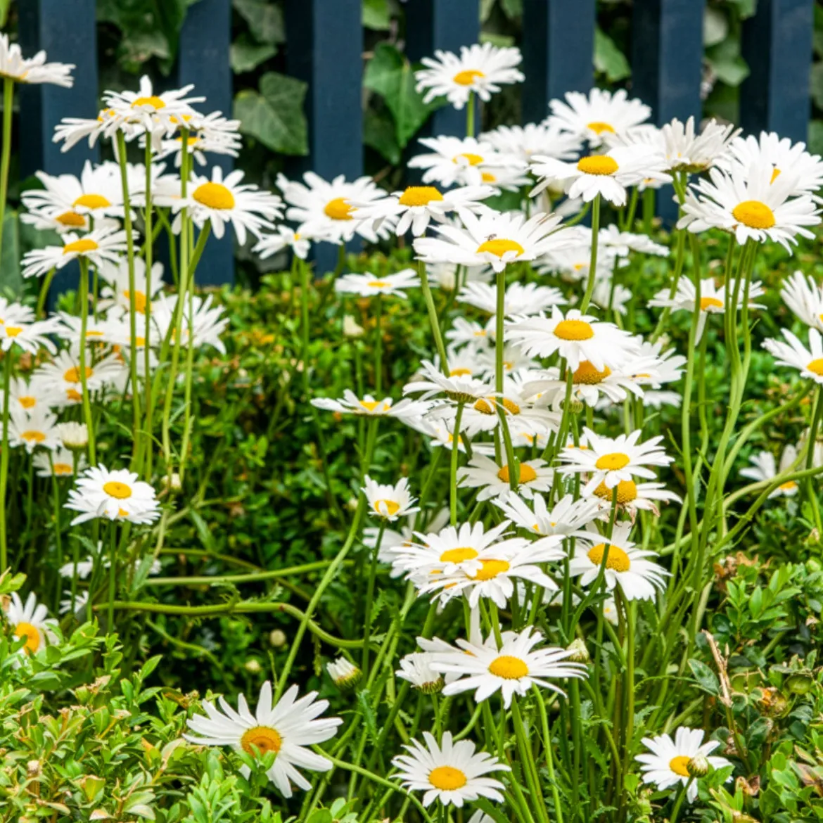 Marguerite commune - La prairie fleurie sans effort