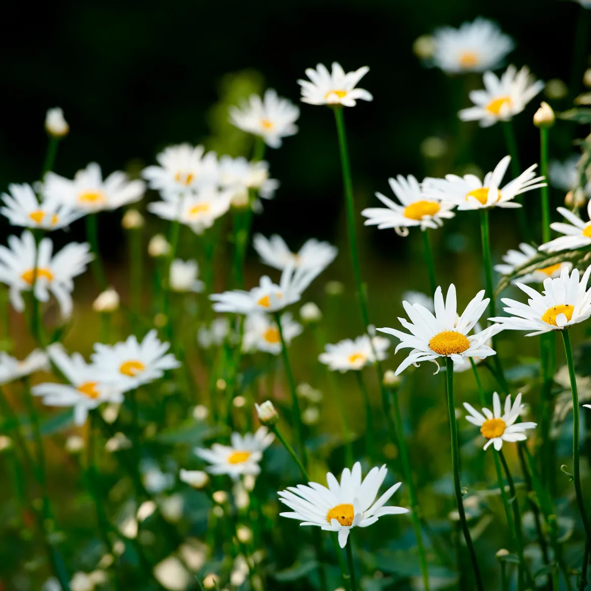 Marguerite commune - La prairie fleurie sans effort