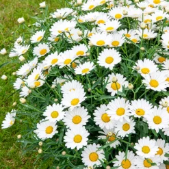 Marguerite des Canaries - Des fleurs tout l'été sans effort