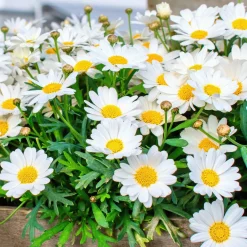 Marguerite des Canaries - Des fleurs tout l'été sans effort