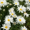 Marguerite d'été - Des fleurs tout l'été