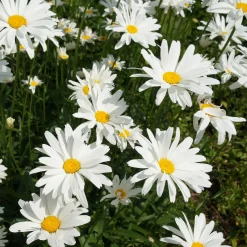 Marguerite d'été - Des fleurs tout l'été