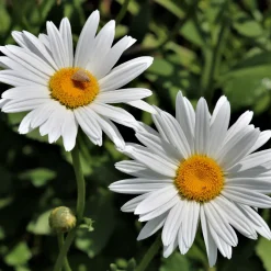Marguerite d'été - Des fleurs tout l'été sans effort
