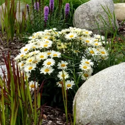 Marguerite d'été - Des fleurs tout l'été sans effort