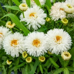 Marguerite d'été Laspider - Des marguerites tout l'été