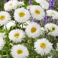 Marguerite d'été Laspider - Des marguerites tout l'été