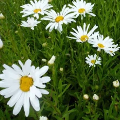 Marguerite d'été Polaris - Des fleurs blanches tout l'été
