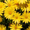 Marguerite du Cap jaune - Oestospermum - Le soleil dans votre pot